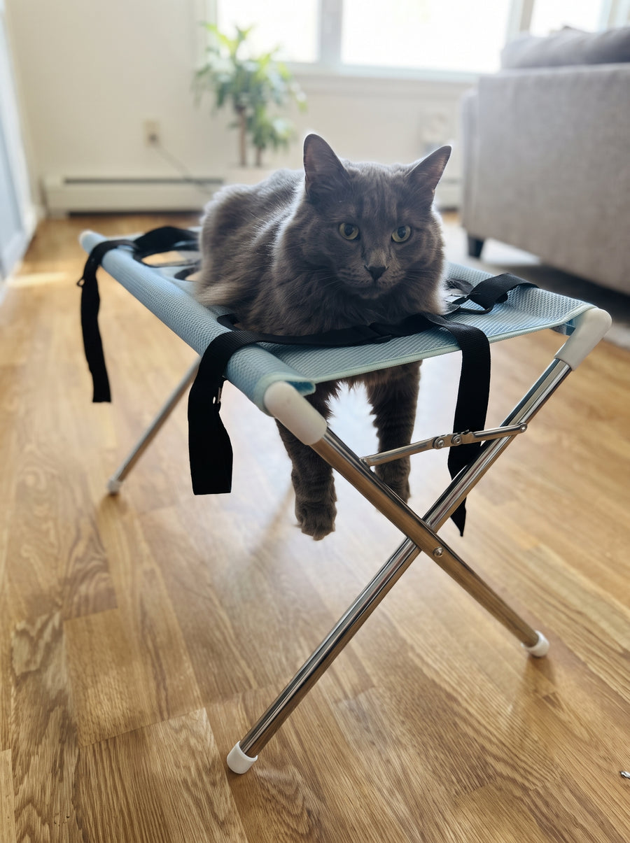 Cat care